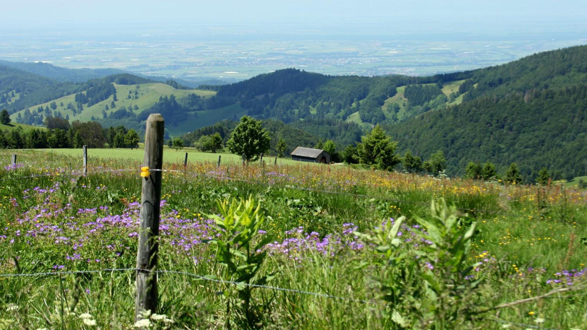 View House, Schauinsland, Black Forest Münstertal Exterior foto